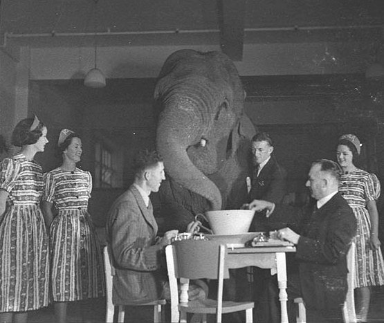 An elephant drinking tea at the Robur Tea Room in Sydney in 1939